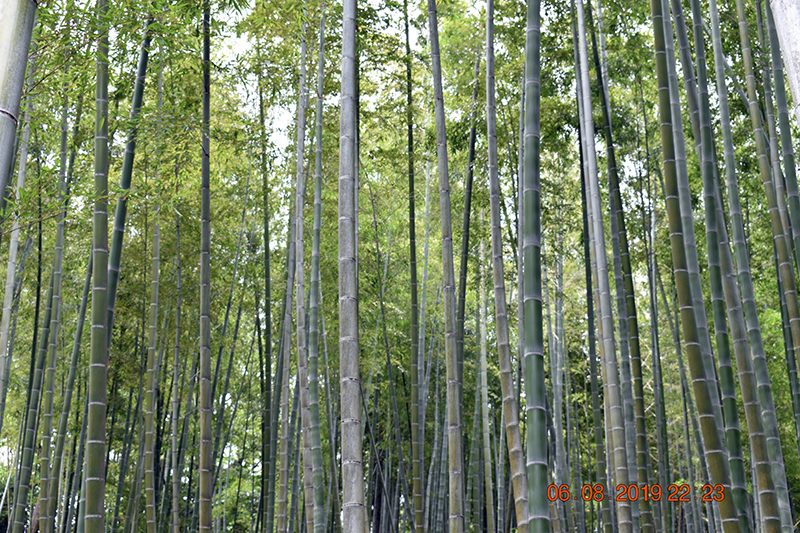 Bamboo forest at Higashikurumeshi Chikurin Park, Tokyo