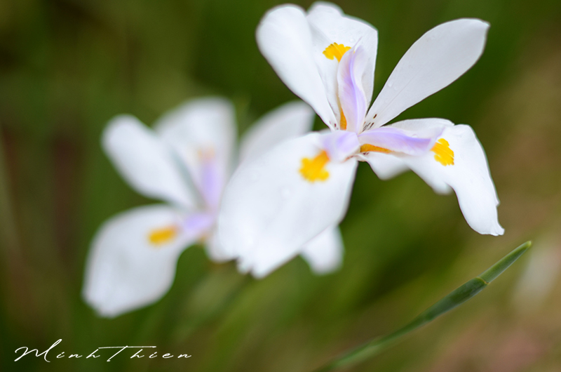 Close-up photos