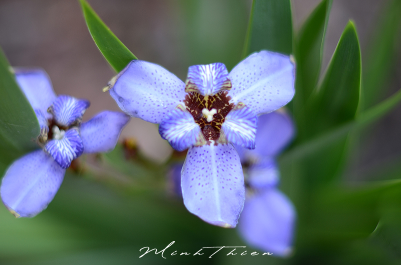 Close-up photos