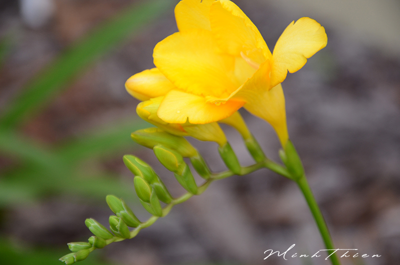 Close-up photos